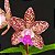 Cattleya Waianae Leopard -Adulta - Imagem 1