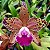 Blc. Durigan Big Spots - Adulta - Imagem 1