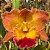 Blc. Exotic Dream - Adulta - Imagem 1