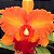 Blc. Mirian Suzuki "Orange Crush"  - Adulta - Imagem 1