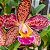 Blc. Durigan Aphrodite - Adulta - Imagem 1