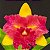 Blc. Nobile's Tropical Sunset Kinriu - Adulta - Imagem 1