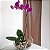ARRANJO DE ORQUÍDEA PHALAENOPSIS - Imagem 1