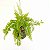 KOKEDAMA MINI SAMAMBAIA HAVAIANA - Imagem 1