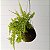 KOKEDAMA MINI SAMAMBAIA HAVAIANA - Imagem 2