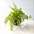 KOKEDAMA MINI SAMAMBAIA HAVAIANA - Imagem 3