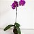 KOKEDAMA ORQUÍDEA PHALAENOPSIS - Imagem 2
