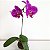 KOKEDAMA ORQUÍDEA PHALAENOPSIS - Imagem 3