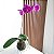KOKEDAMA ORQUÍDEA PHALAENOPSIS - Imagem 1