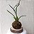 KOKEDAMA ORQUÍDEA CHOCOLATE BASE COM BOLACHA DE MADEIRA - Imagem 2