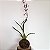 KOKEDAMA ORQUÍDEA CHOCOLATE BASE COM BOLACHA DE MADEIRA - Imagem 1
