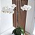 KOKEDAMA ORQUÍDEA PHALAENOPSIS BRANCA BASE COM BOLACHA DE MADEIRA - Imagem 2