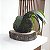 KOKEDAMA ORQUÍDEA PHALAENOPSIS BRANCA BASE COM BOLACHA DE MADEIRA - Imagem 4