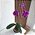 KOKEDAMA ORQUÍDEA PHALAENOPSIS BASE COM BOLACHA DE MADEIRA - Imagem 1