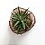 KOKEDAMA DE SUCULENTA HAWORTHIA FASCIATA PLANTA ZEBRA - Imagem 4