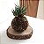 KOKEDAMA DE SUCULENTA HAWORTHIA FASCIATA PLANTA ZEBRA - Imagem 1