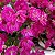 KIT CESTA DE FLORES KALANCHOE PINK - Imagem 2