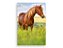 Painel De Festa Vertical 1,50 x 2,20 - Cavalo no Pasto 007 - Imagem 1