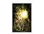 Fundo Fotográfico 1,50 x 2,20 - Floresta  Iluminada  002 - Imagem 1