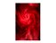 Fundo Fotográfico 1,50 x 2,20 - Vermelho Fine Art Ensaio Gestante 084 - Imagem 1