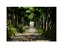 Fundo Fotográfico 2,20 x 1,50 - Corredor Árvores Folhagens 003 - Imagem 1