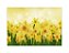 Fundo Fotográfico 2,20 x 1,50 - Flores Narcisos Amarelos 024 - Imagem 1