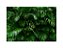 Fundo Fotográfico 2,20 x 1,50 - Folhas de Palmeiras Realistas 160 - Imagem 1