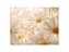 Fundo Fotográfico 1,55 x 1,20 - Flores Margaridas Realistas Clean 163 - Imagem 1