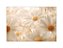 Fundo Fotográfico 2,20 x 1,50 - Flores Margaridas Realistas Clean 164 - Imagem 1