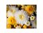 Fundo Fotográfico 1,55 x 1,20 - Flores Margaridas Amarelo e Branco 166 - Imagem 1