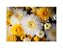 Fundo Fotográfico 2,20 x 1,50 - Flores Margaridas Amarelo e Branco 167 - Imagem 1