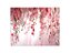 Fundo Fotográfico 1,55 x 1,20 - Rosa Desfocado Flores Caindo 204 - Imagem 1