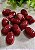 Conta de Resina Oval 24mm Marsala Mesclado (4un) - Imagem 1