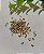 Entremeio Navete Metal Liso 4x2.6x1.7 Ouro  (10un) - Imagem 1