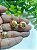 Brinco Concha 18mm Ouro, com argola embutida atrás (par) - Imagem 2