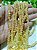 Cascalho de Cristal 5mm Amarelo (1 fio - 30cm) - Imagem 2