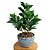 43596001 A.DRYMONIA FOLHA REAL TOQUE C/POTE X74 (VERDE) 70cm COM VASO VIETNAMITA - Imagem 1