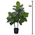 42933001 A. FICUS ELASTICA VD 1M SEM O VASO - Imagem 2