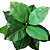 42933001 A. FICUS ELASTICA VD 1M SEM O VASO - Imagem 3