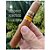 Charuto Siboney Petit Robusto - Imagem 1