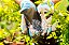 Adubo NPK 20-05-20 - Imagem 1