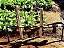 Injetor de Fertilizante Agrojet Rosca 3/4 p/ Irrigação - Imagem 3