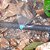 MICRO SPRAY JET IMPLEBRÁS AZUL - Imagem 4