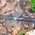 Micro Aspersor Spray Jet Azul para Irrigação - Kit 100 - Imagem 4