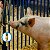 Bebedouro para Porco Infantil - Kit 18 - Imagem 2