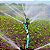 ASPERSOR AGROPOLO IMPACTO ROXO NY30 BV 3,0X4,6MM - 5 UNIDADES - Imagem 5