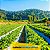Mulching Preto/Branco 1,60x500 Sem Furo - Imagem 3