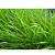 Semente MG4 Brachiaria Matsuda 20kg - Imagem 3