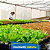 Filme Plástico Para Estufa Agrícola 120 Micras - 6x70 - Imagem 5