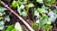 Tubo Gotejador 30CM 3 8L H 16MM RL100M Multibar Marrom - Imagem 5